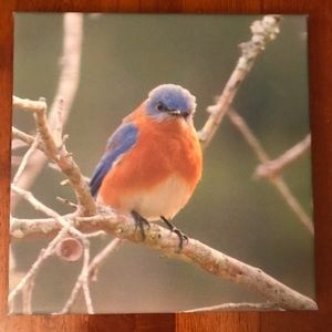 8 x 8 canvas of my photography -   Bluebird